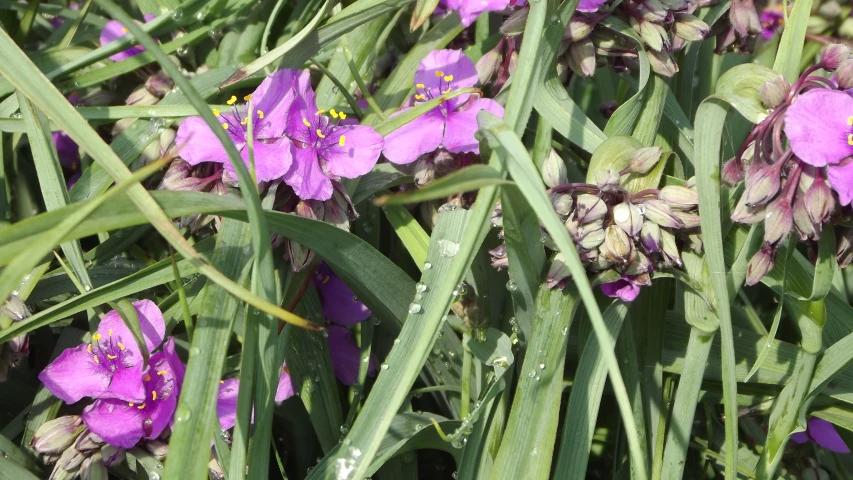 purple and green flowers are on the ground