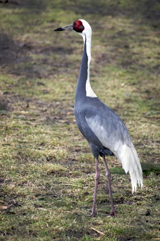 a grey crane walks through the grass and weeds