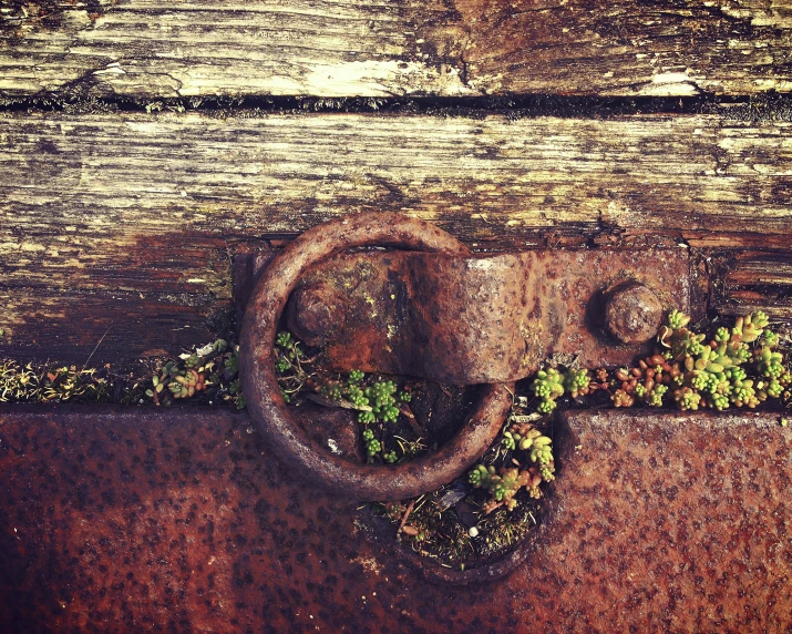 a door is pictured with a plant growing between it