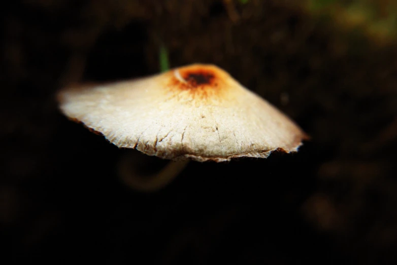 closeup of a white mushroom in the woods