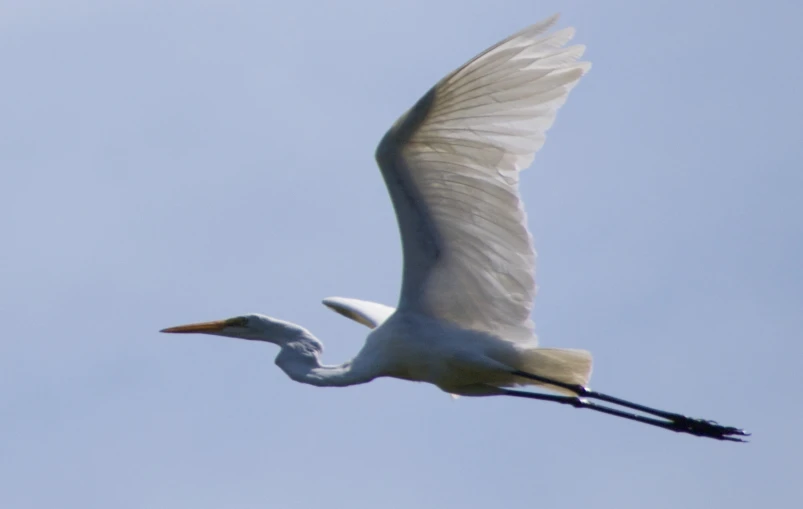 there is a large white bird that is flying