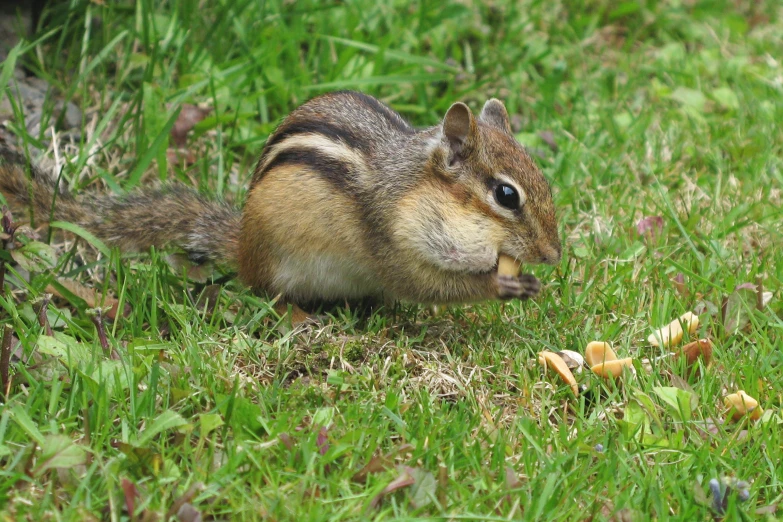 a squirrel that is eating a piece of food