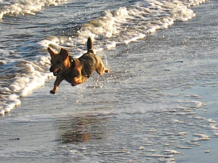 a dog runs into the water near a beach