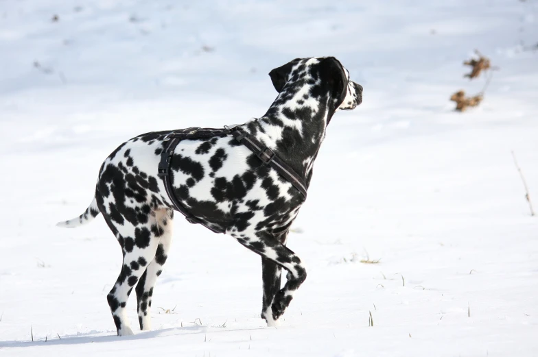 a spotted dog stands in the snow looking ahead