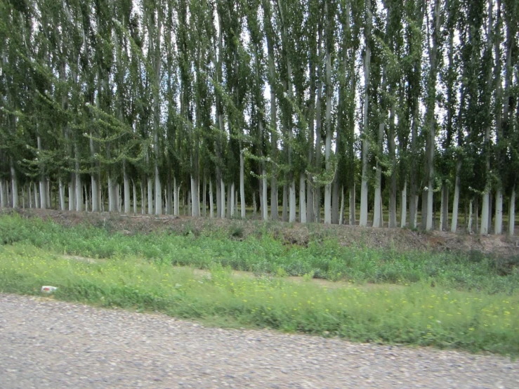 trees near a fence with grass and gravel