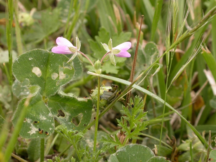 a purple flower is growing in some grass