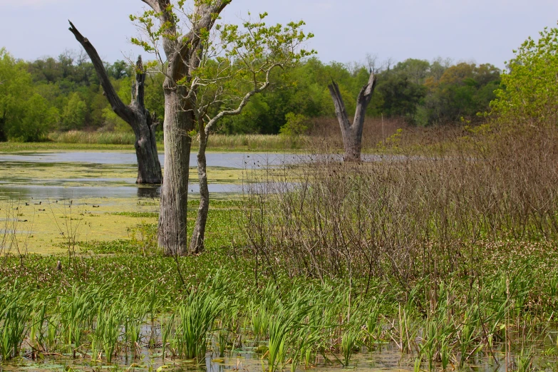 a lone ze standing next to a tree in a marsh