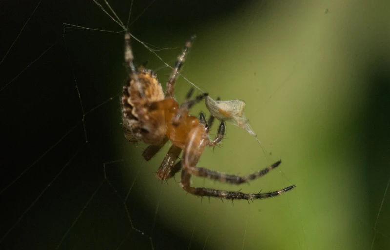 a spider in a web in front of some grass