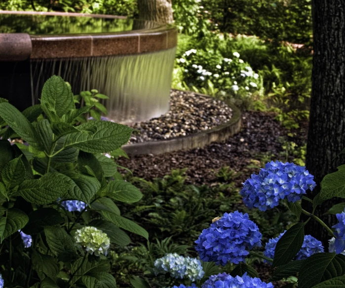 there is blue and white flowers in the garden