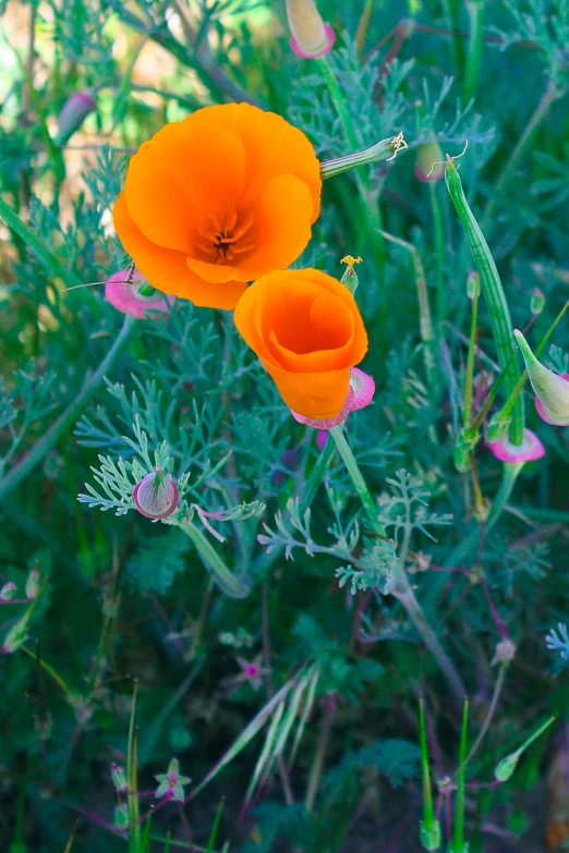 two bright orange flowers in the middle of a field