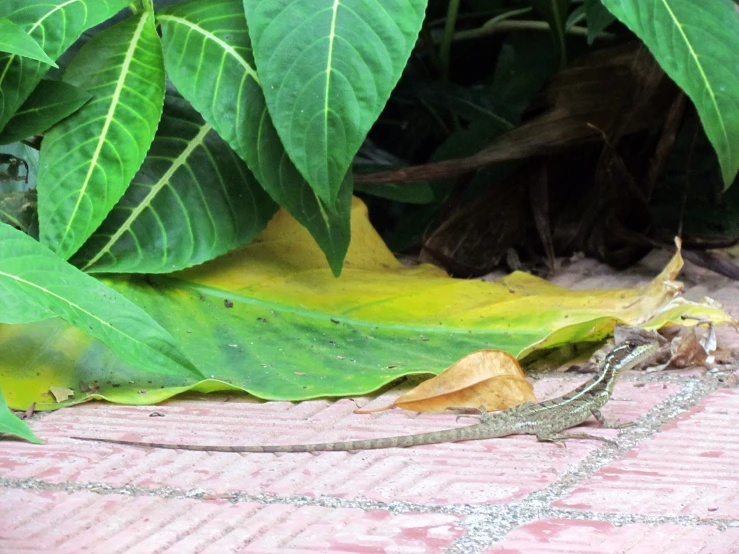 a lizard on the ground among some large green leaves