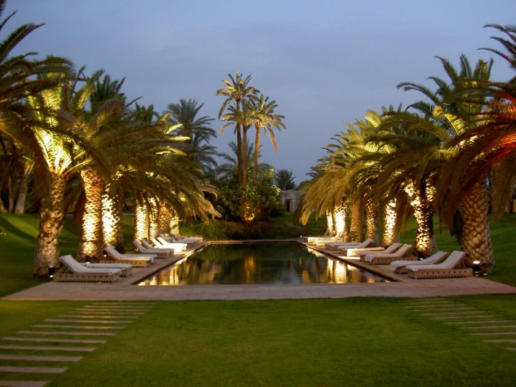 palm trees line a walkway with chairs around it