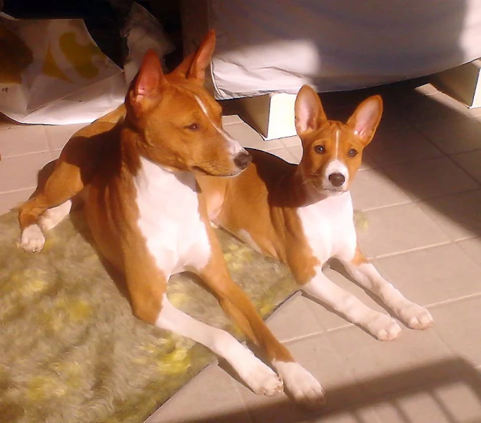 a couple of dogs laying on top of a rug