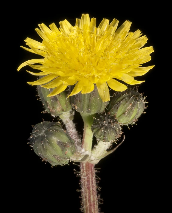 a big yellow flower is in the middle of a black background