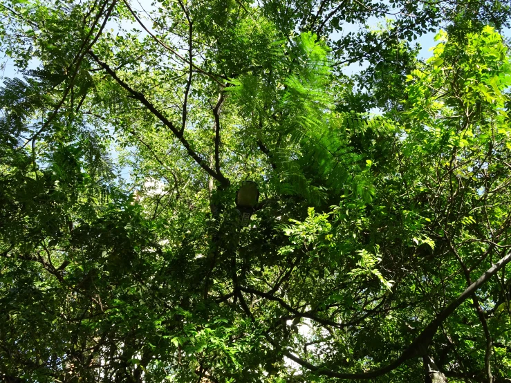 green trees and blue sky with small clouds in the distance