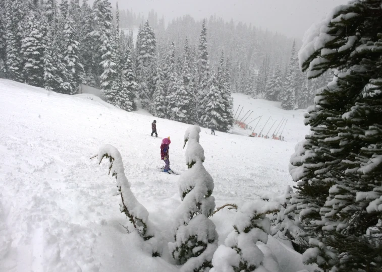 a group of skiers on a snowy day