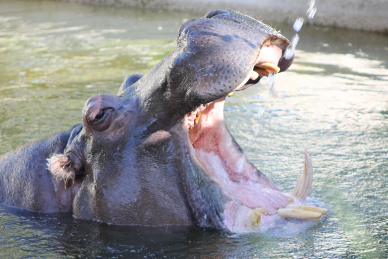 there is an elephant in the water opening its mouth