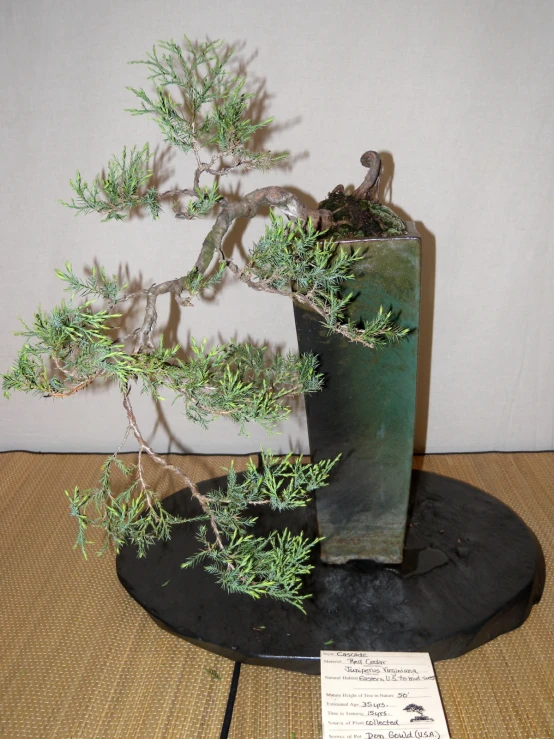 a bonsai tree sitting on a black plate