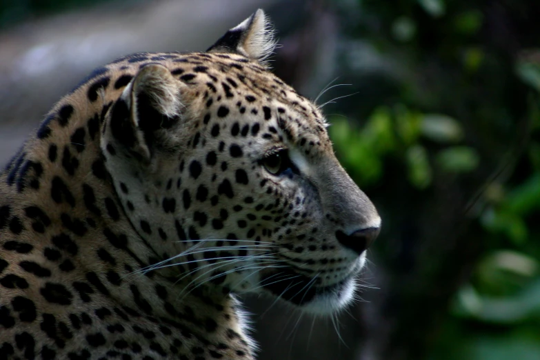 closeup of a large, black leopard with its eyes closed