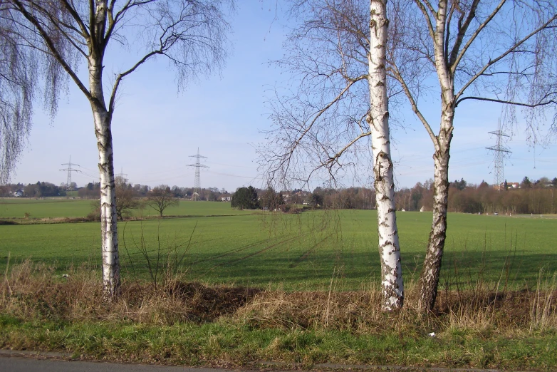three birch trees in the distance on a green field