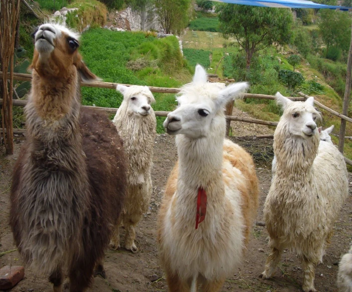five llamas on the farm one looking up to camera