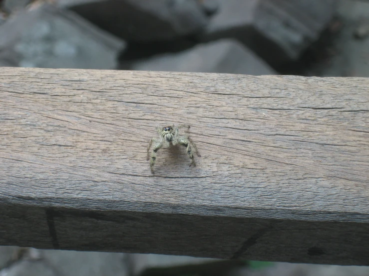 a small insect crawling on a piece of wood