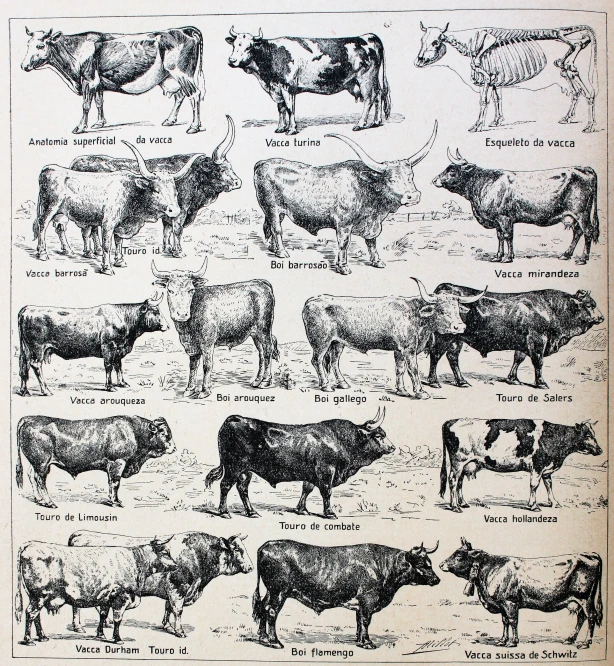 an old book with many different cows drawn in it