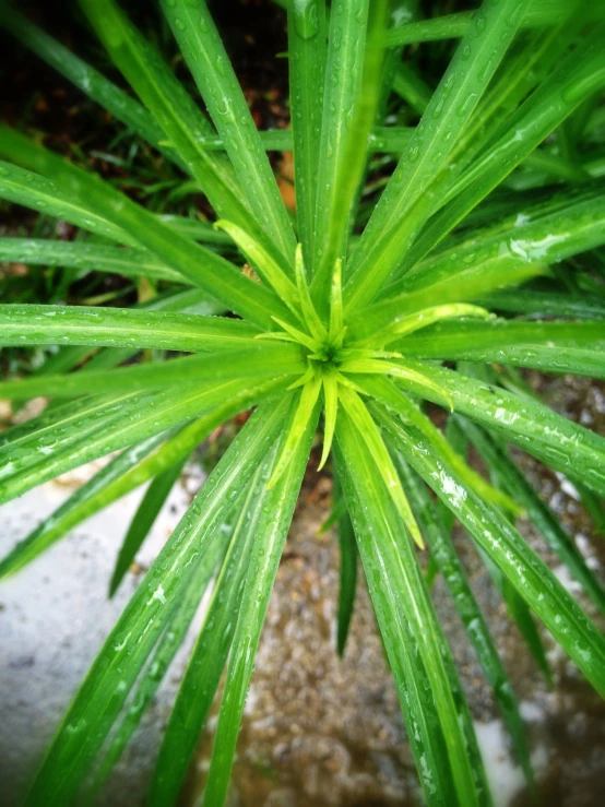 a close up of a small green plant with water drops on the leaves