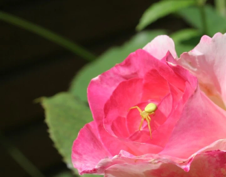 a close up image of a single pink flower