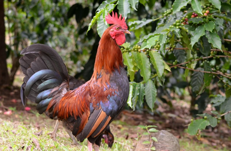 an orange and black chicken standing on the grass