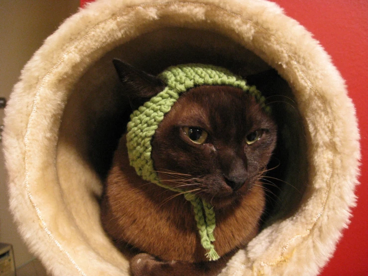 a cat wearing a crocheted hat while laying in a blanket