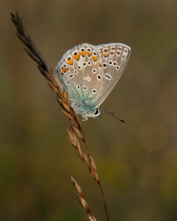 a blue and yellow erfly resting on a blade of grass