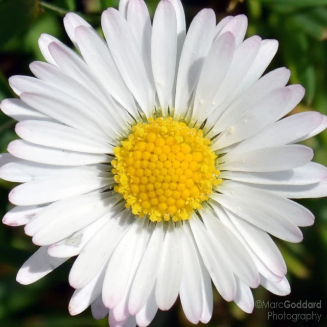 a white and yellow flower in the midst of a garden