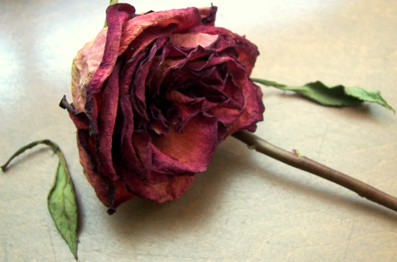 an open red rose on a white table