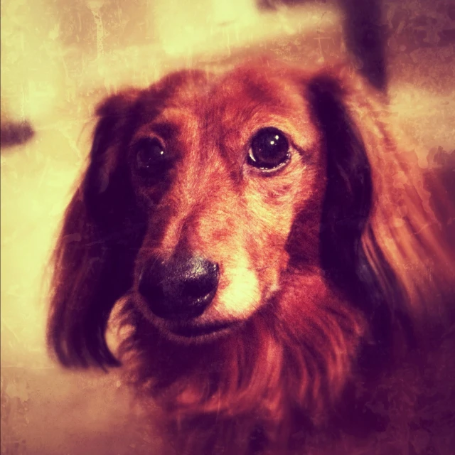 a brown dachshund looks directly into the camera lens