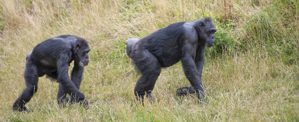 two gorillas with heads down in tall grass