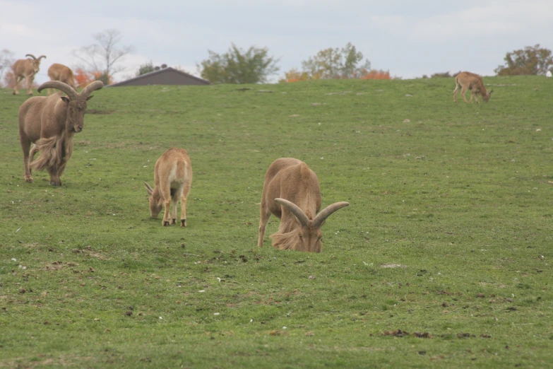 long horn sheep are grazing on some grass