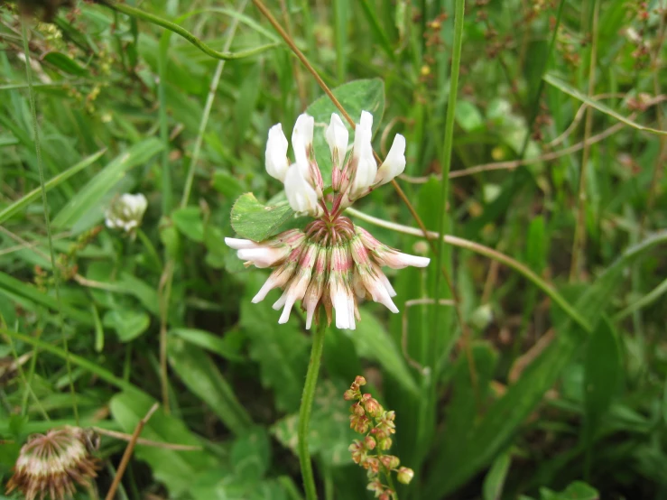 a white flower surrounded by lots of green grass