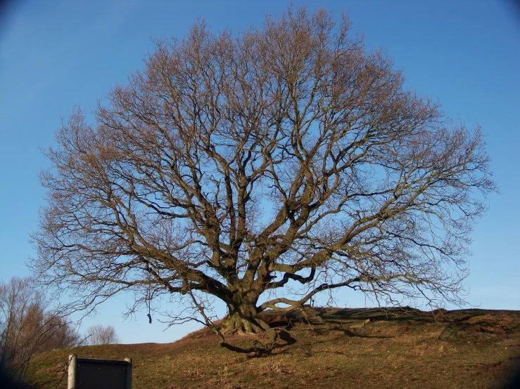 the lone tree sits next to the monument