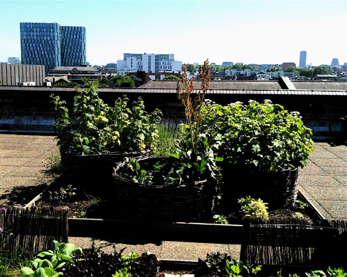 several potted plants and various shrubs in front of a city skyline