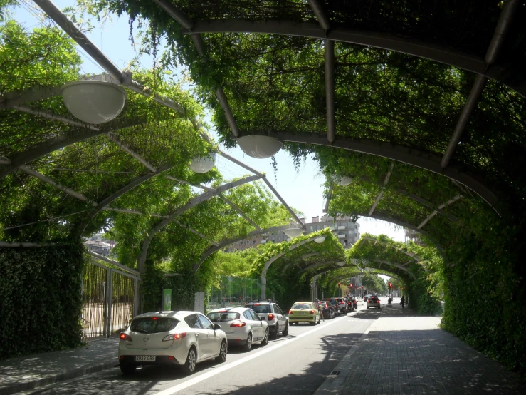 cars parked under the shade of trees on the side of the road