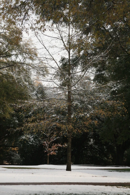 a snow covered tree in the middle of a park