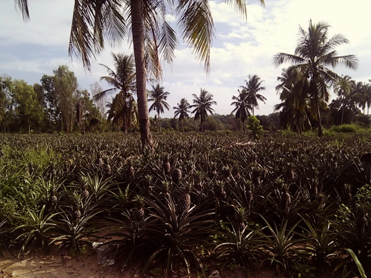 two rows of small trees with leaves in the foreground and green brush on the foreground