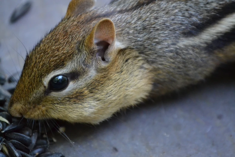 a small chipmung sits on top of some black nuts