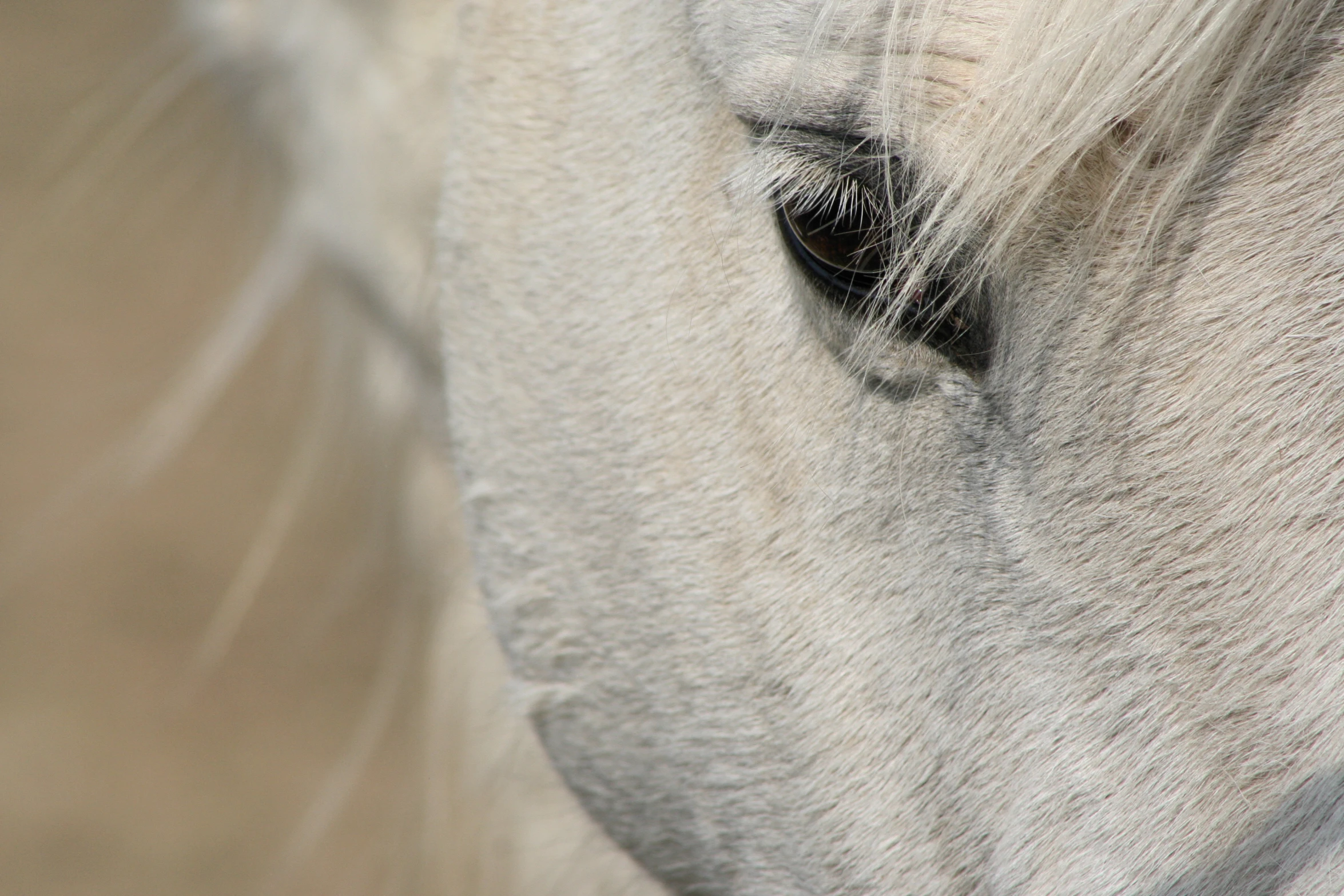 the white horse has black eyes and is outside