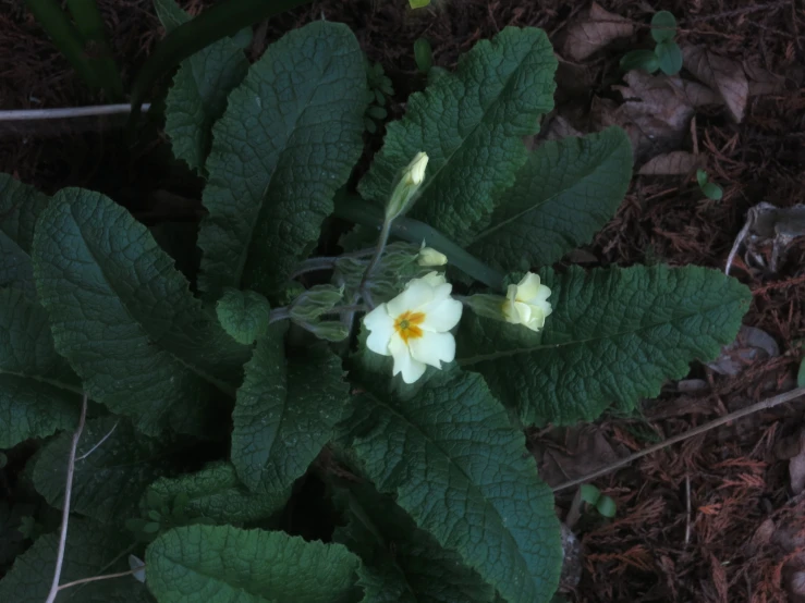 two little white flowers that are on some green leaves