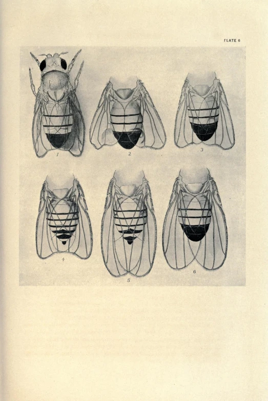 some mosquitoes are attached to one another by wire