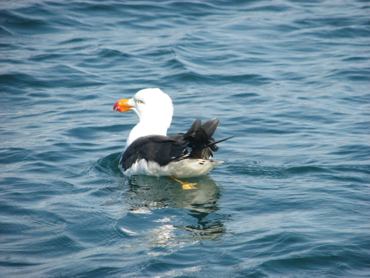 a duck with a black and white head in water