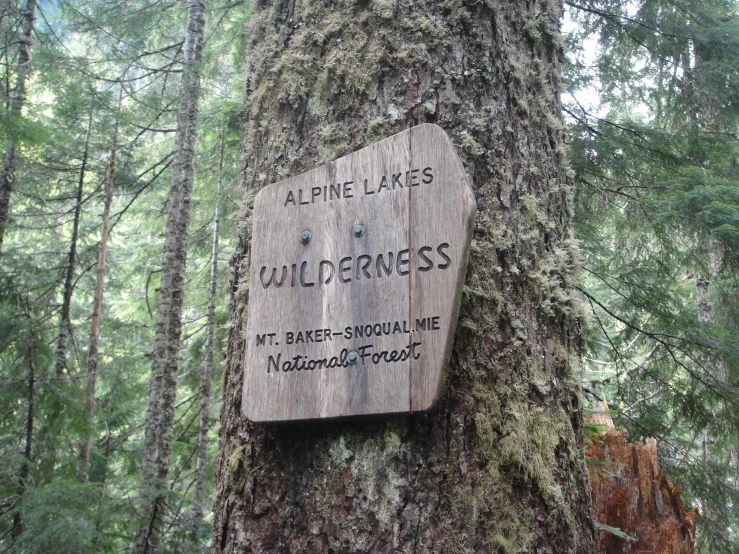 a wooden sign on a tree saying wildernesss