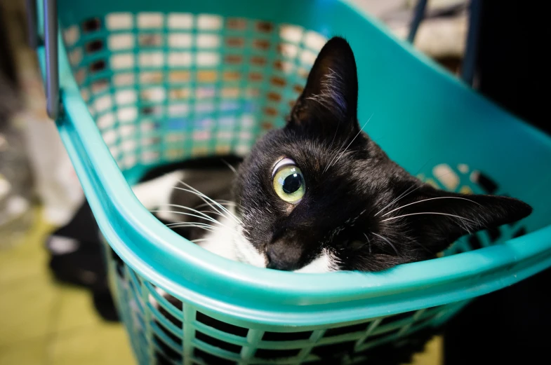 there is a black and white cat in a basket